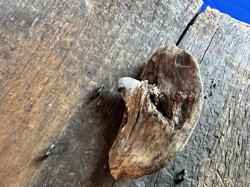 Civil War Relic 58 cal Bullet In Wood Bill Adams Collection