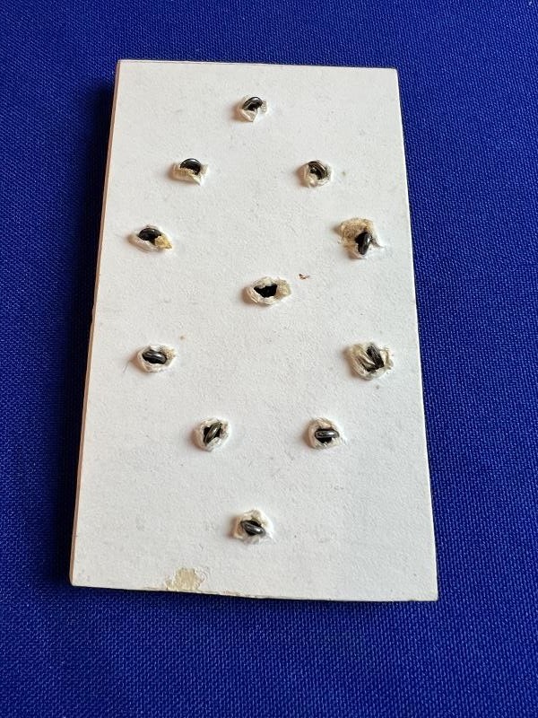 US CIVIL WAR SONS OF VETERANS BUTTONS ON CARD