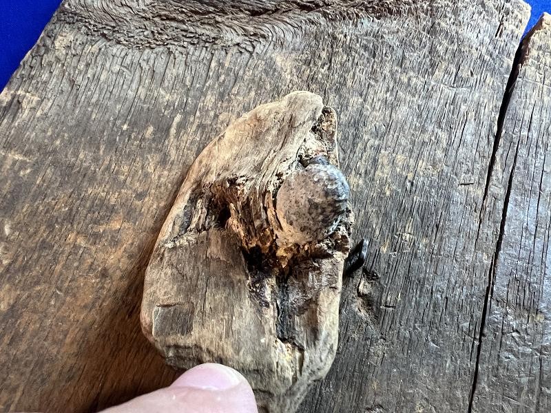 Civil War Relic 58 cal Bullet In Wood Bill Adams Collection