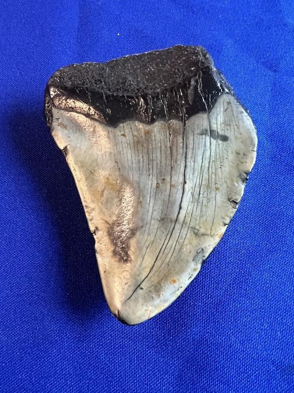Large Fossilized Megalodon Shark Tooth