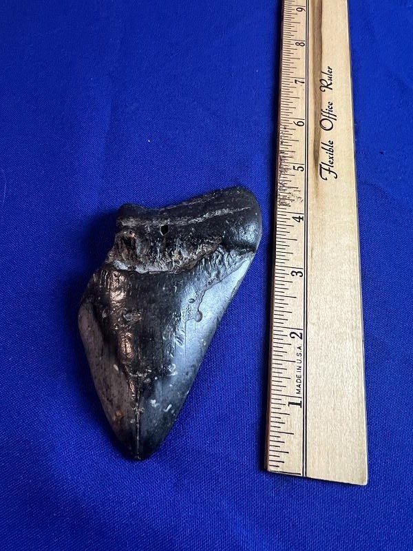 Large Fossilized Megalodon Shark Tooth
