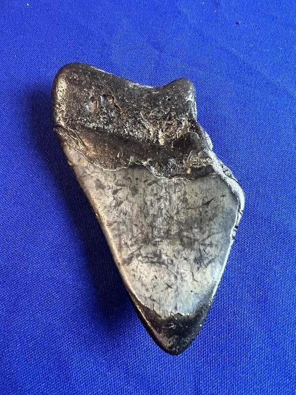 Large Fossilized Megalodon Shark Tooth