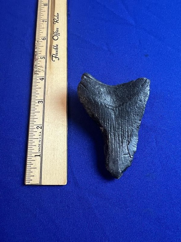 Large Fossilized Megalodon Shark Tooth