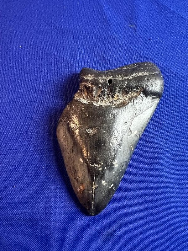 Large Fossilized Megalodon Shark Tooth
