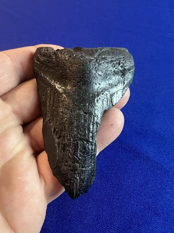 Large Fossilized Megalodon Shark Tooth