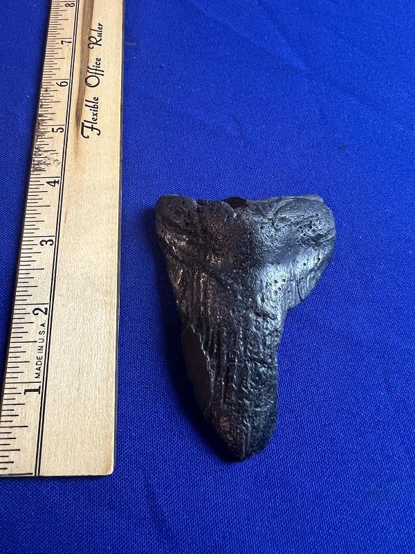 Large Fossilized Megalodon Shark Tooth