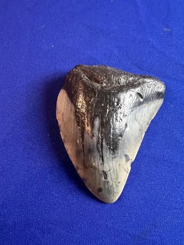 Large Fossilized Megalodon Shark Tooth