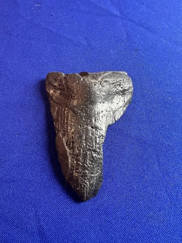 Large Fossilized Megalodon Shark Tooth