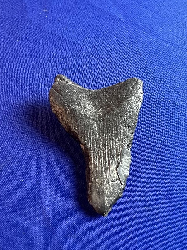 Large Fossilized Megalodon Shark Tooth