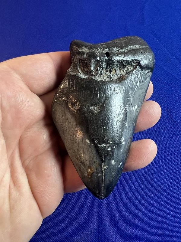 Large Fossilized Megalodon Shark Tooth